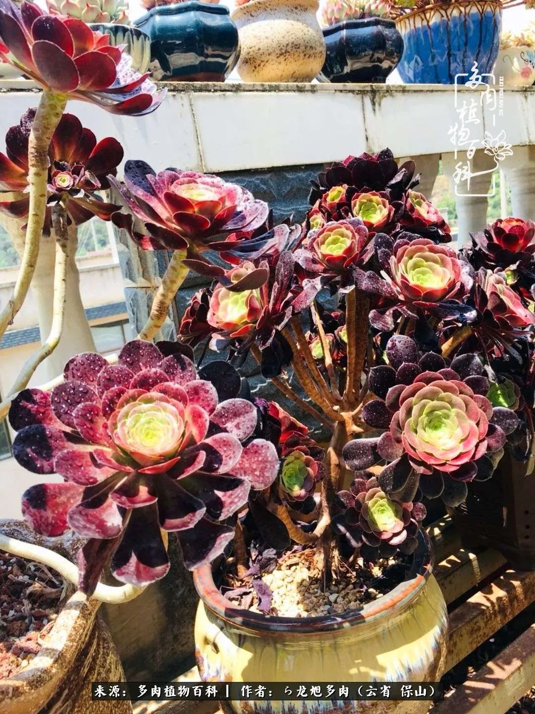 叶片|美了，美了！当秋天的风吹向你我的多肉！