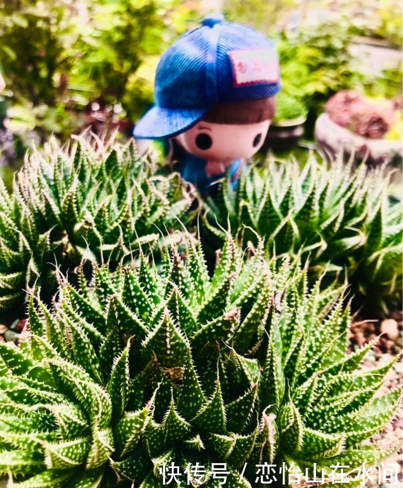 多肉不想“夏必死”,现在就要做准备,不然夏天只剩下空盆