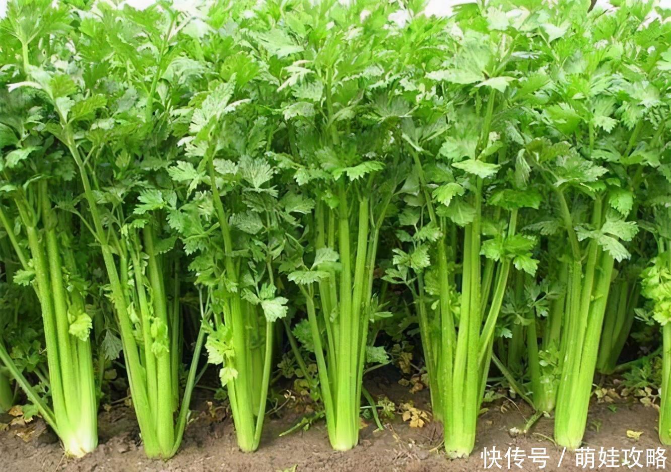 吃豌豆尖|冬季排毒很重要,推荐3种食物,排毒清肠,抗衰老,清理体内毒素