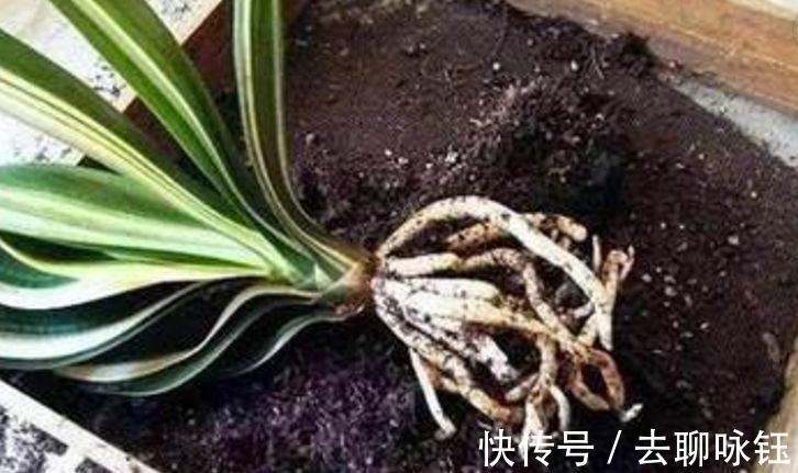此3种黑东西, 蛮多人都见过, 殊不知是养花神器, 养啥旺啥