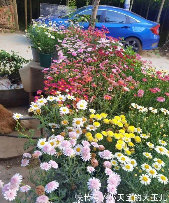 记录一下我养过的花,1000多盆都有啥