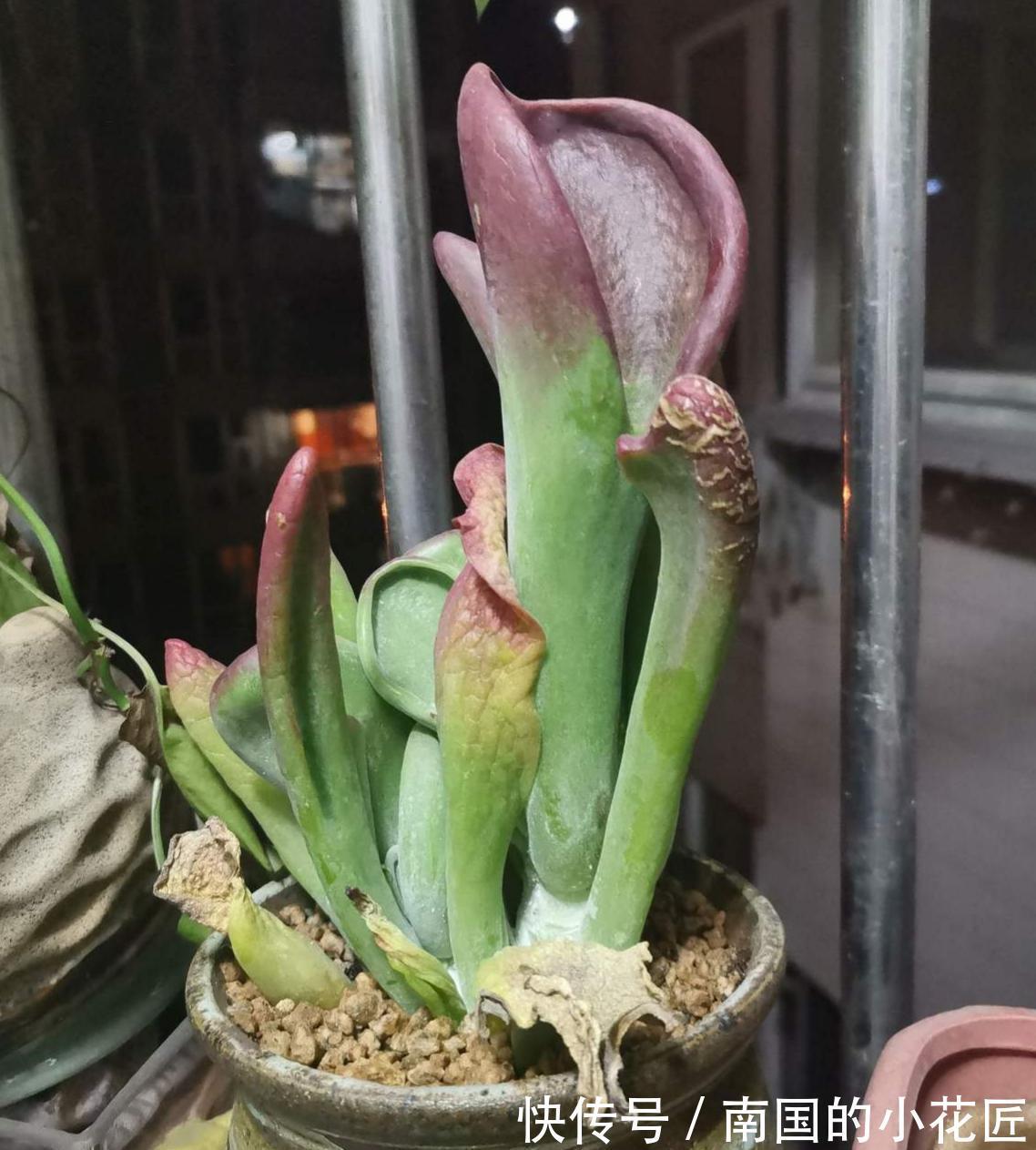 猪笼草|4种食虫植物特有趣,养在家里能灭蚊,孩子们都喜欢