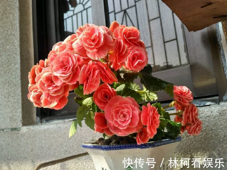 喜欢养玫瑰,不如养“高档品种”艾帕索玫瑰,花色橙黄,高端大气