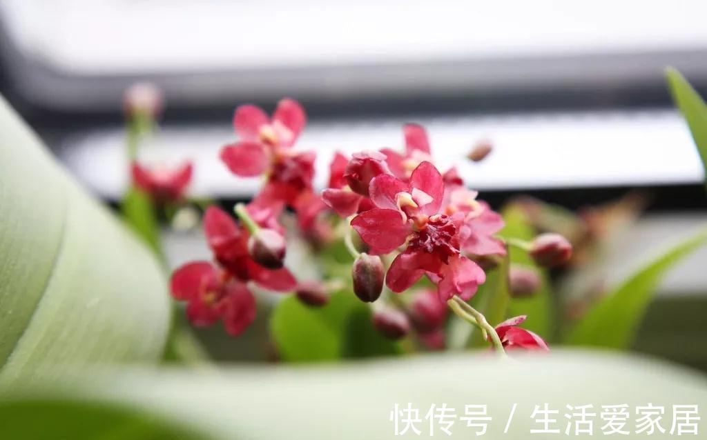 秋冬季|秋冬季买到的2种花，千万要注意，不然家里别想养好它们