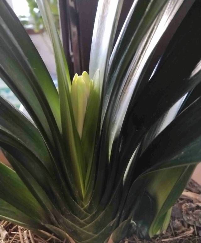 君子兰长出抽屉叶怎么办直接用刀割成开裆裤恢复吧