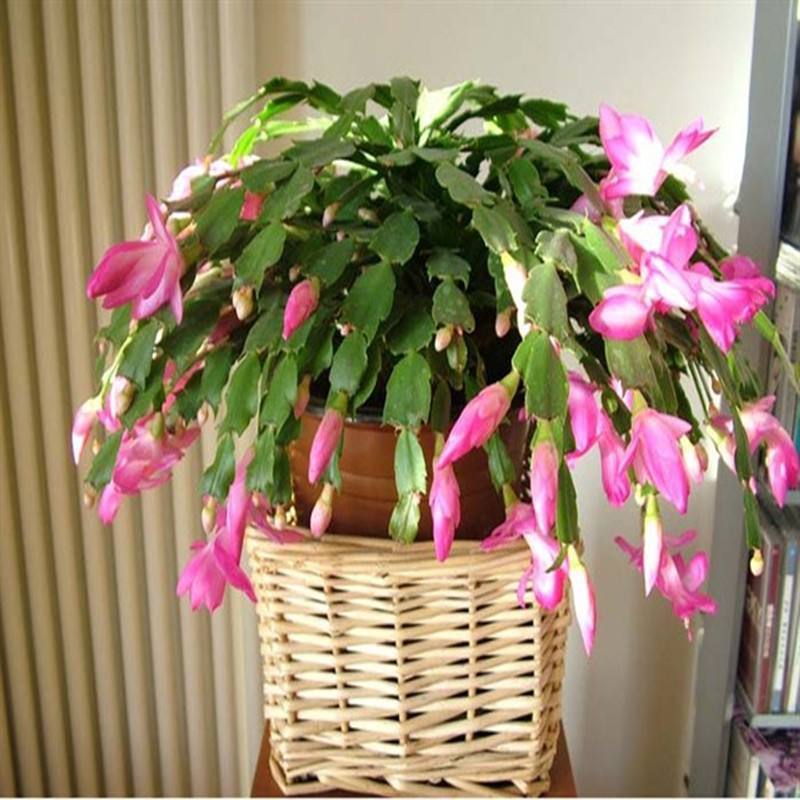 蟹爪兰其实是“酒鬼”,隔三差五喝点酒,叶子绿油油,花苞蹭蹭冒