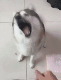 |搞笑GIF趣图:这大姨姐真不懂事,人家出门逛街,她非要当灯泡