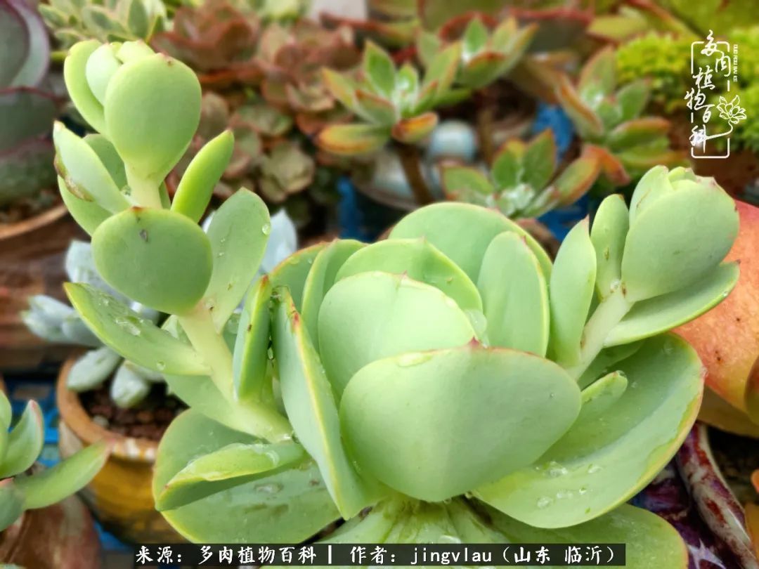 花月|多肉露养度夏,没遮阳没遮雨,有惊无险!