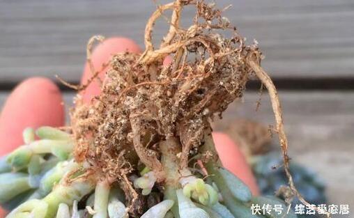 多肉植物''夏必死''摸清5个门道,新手花友入手不再犯愁