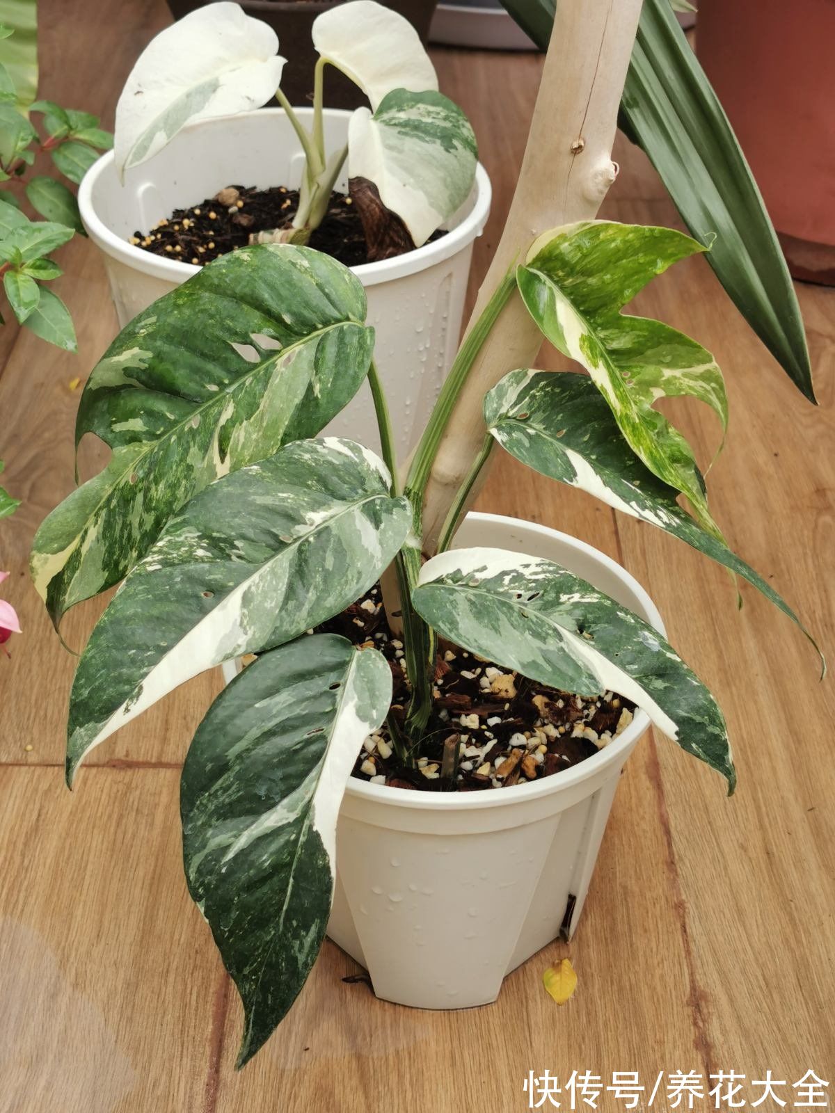 不会选花肥的,一瓶“花多多”就搞定,十来块钱啥花都能用