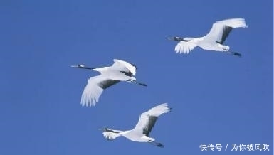 华山|分享4道好吃的家常菜,有鱼有虾还有汤,学会了,给家人露一手!