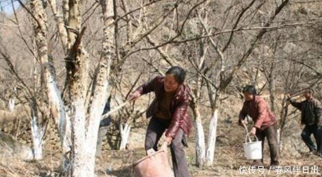 石硫合剂可以二次清园吗?石硫合剂的使用注意事项