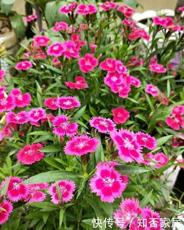 爆盆|养花技巧：折腾不死的25种花，咋养都爆盆，懒人最适合