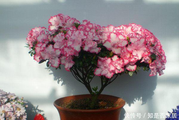 室内观赏花|五种适合秋天养的盆栽花，春节期间开花，漂亮又喜庆，年年有花赏