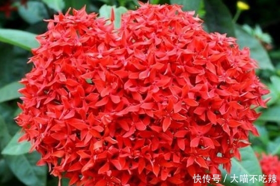 4种花是花卉中的佼佼者,花期长花量大,满屋飘香!