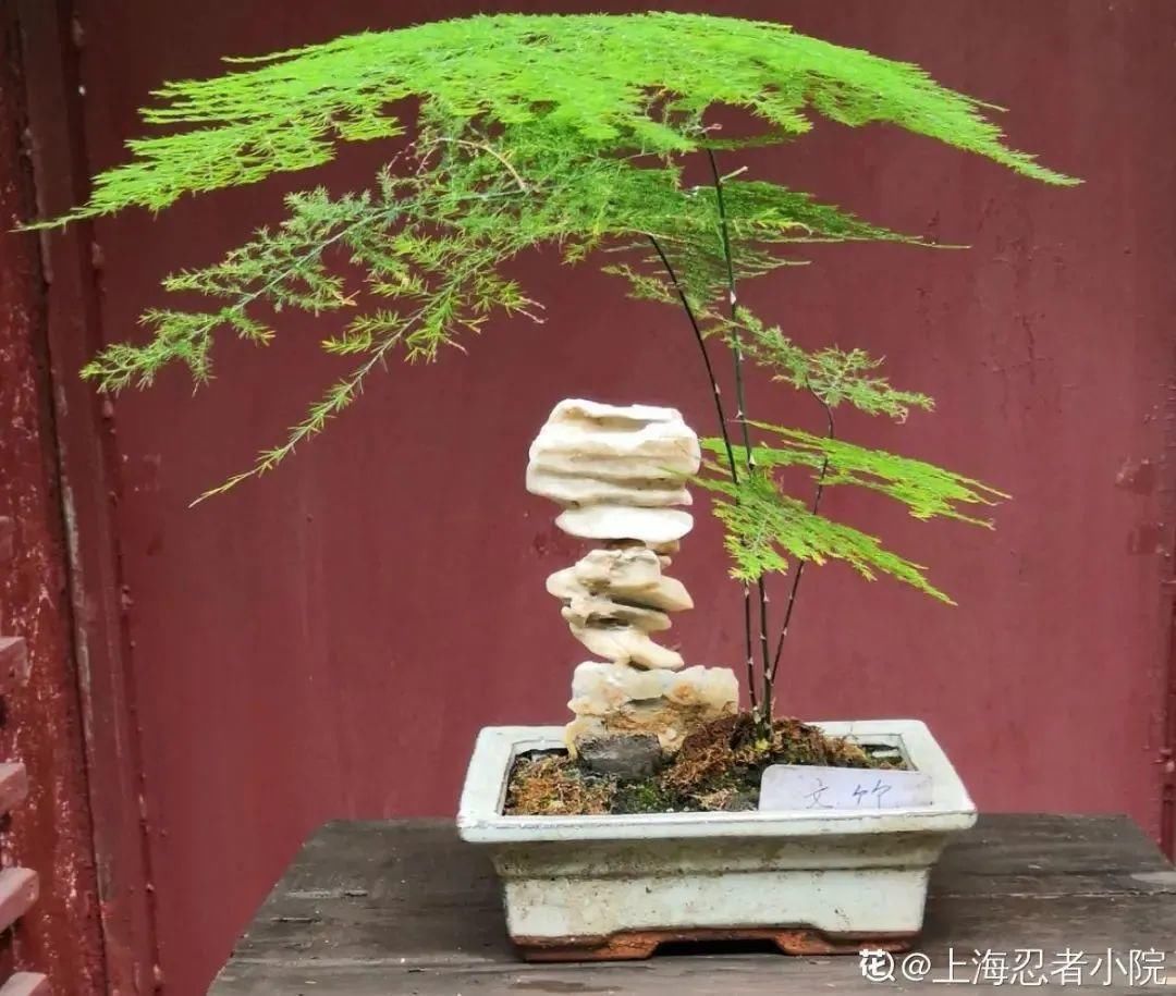 人养花,花也养人,家里养这10种花,越养越健康