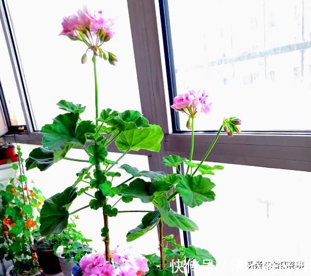 多肉植物|6种花，长高就“变丑”，株型低矮才“漂亮”，要舍得剪