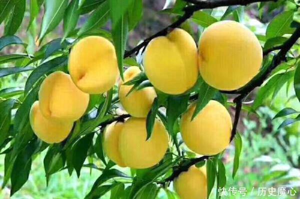 对身体很好的3种食物,美容养颜、滋润肌肤,身体棒棒哒