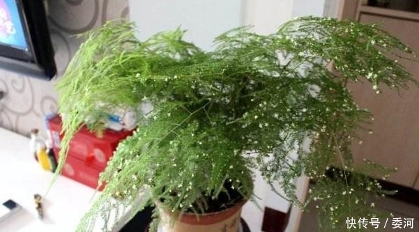 婆婆捡漏一盆黄叶的文竹,疯长不停年年开花结果,原来是因为它