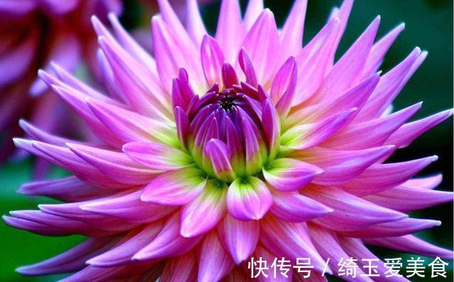 四季海棠|家有庭院就养5种花,夏天开正旺,花期长花朵多,一盆开出200朵花