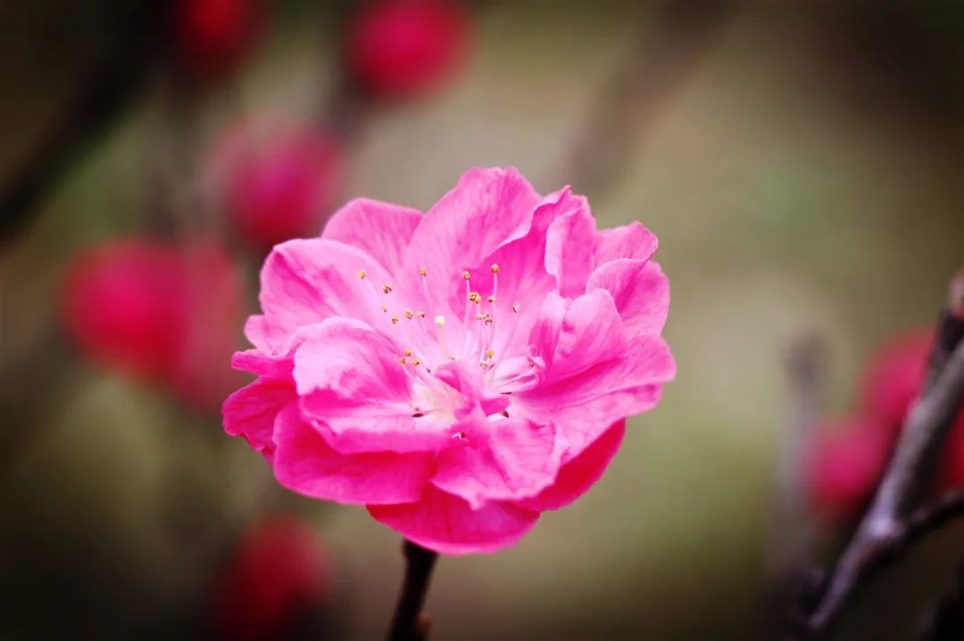 巴中经开区九寨山花开正盛，这个“三八”节邀您来“撞春”