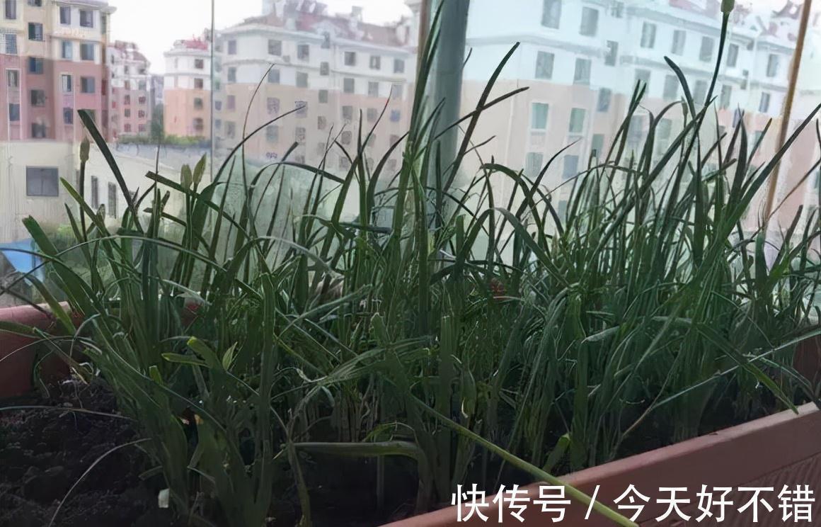 肥料|花盆种韭菜，学会1个小绝招，5天割一茬吃都吃不完