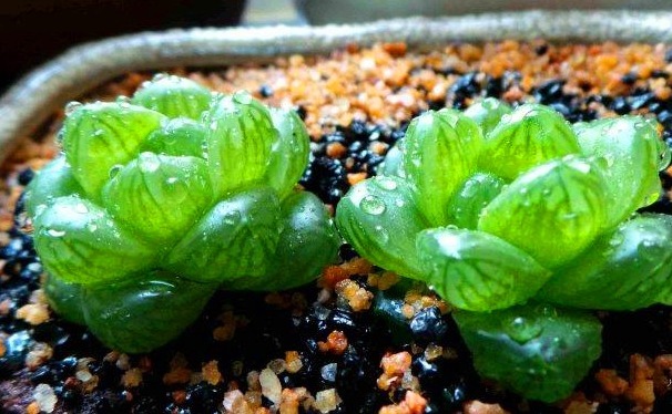 夏日炎炎,玉露就得“这么养”,能让叶子肉嘟嘟,更有养花体验