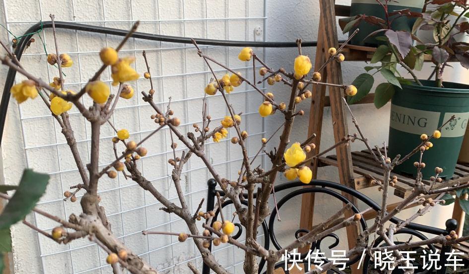 花盆|冬季观赏型花木:腊梅,盆栽记住4点,有枝有花,摆客厅超赞