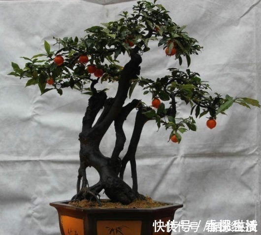 此种花养成老桩可卖高价，不用花钱买，只需一点果肉，就能存活！