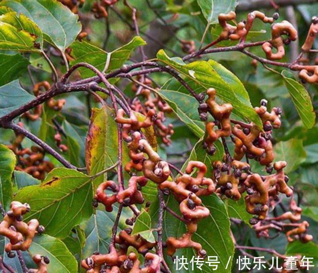 砍伐|农村这四种野果，即便见过三种也不多，更别说吃过了