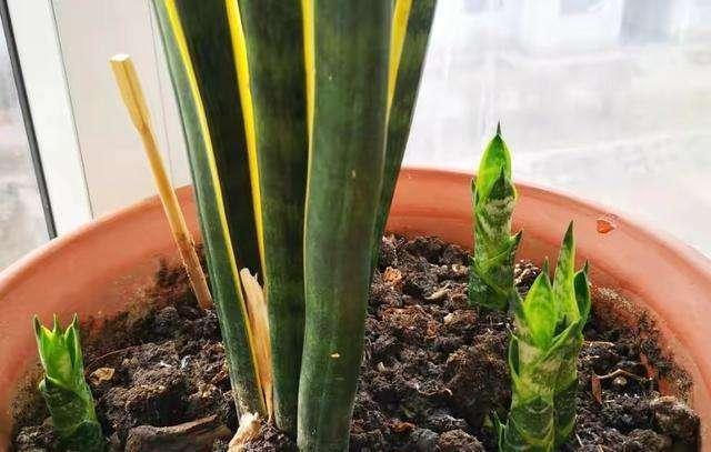 虎皮兰不爱长“小芽”教你一招，小芽出不停，花纹更艳丽