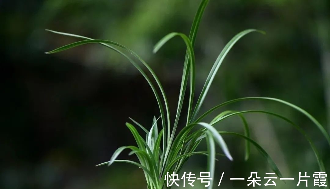 板结|盆栽用土如何配制？6步操作简单有效，盆栽生长更旺盛
