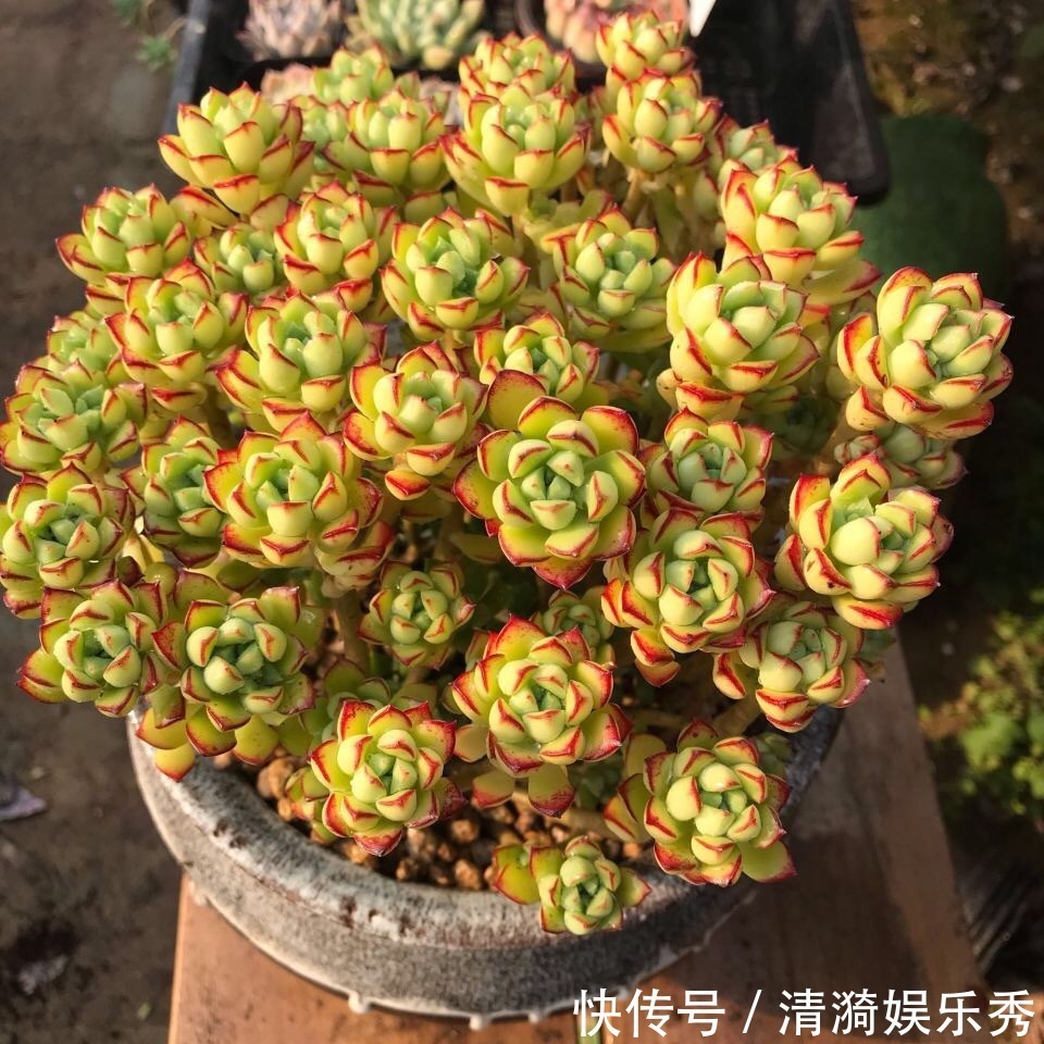 盘点10种“容易度夏”多肉，南北方花友，随便选、随便养