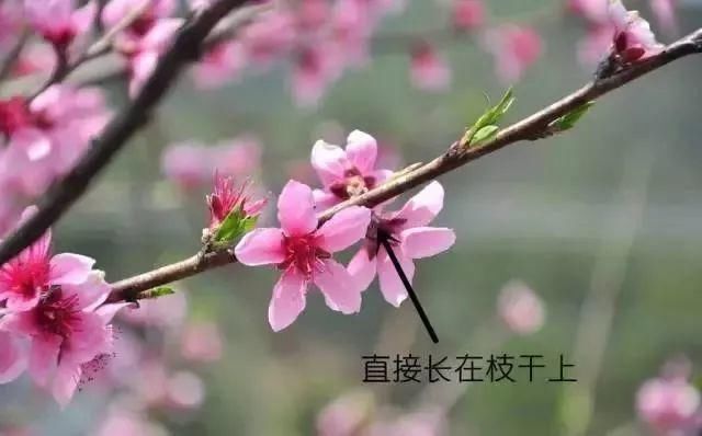 期待|观赏花先要认识一下梅花樱花桃花杏花梨花李花，傻傻分不清？