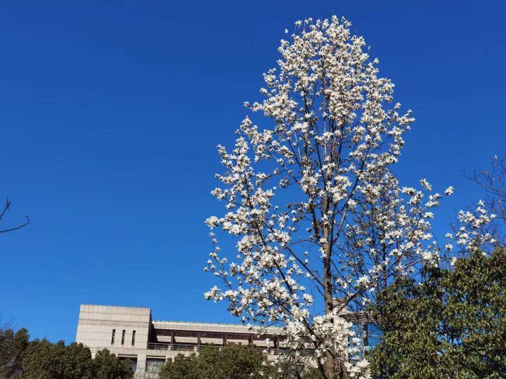 校园春日如约而至 万芳竞相争妍