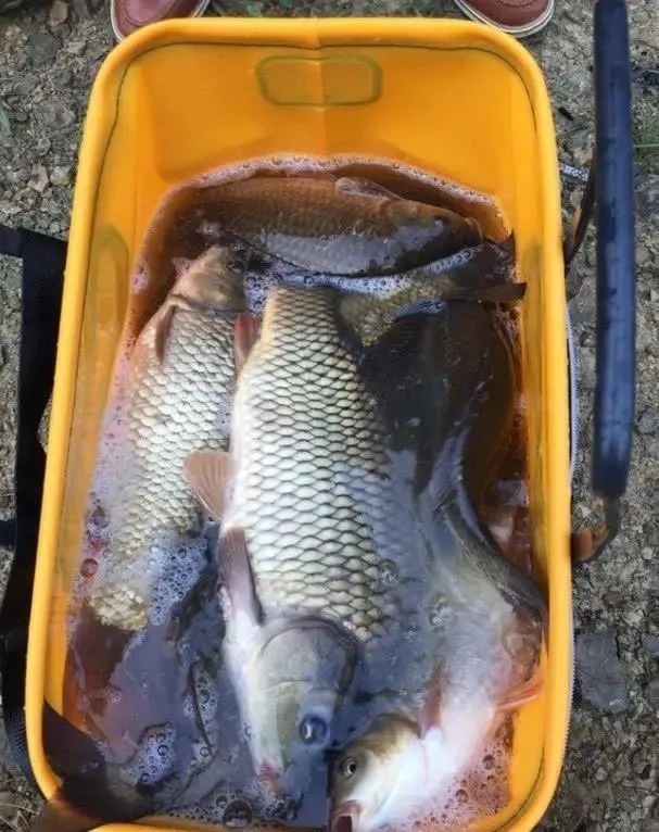 饵料|大鱼不爱靠边所以难钓?其实大鱼常进窝找吃的,只是被你错过了