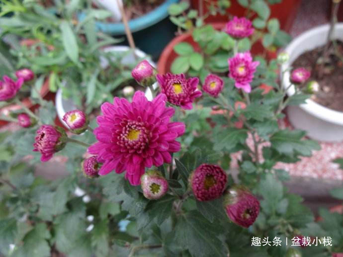 给点土就能活的“5种花”,适合新手花友养,您养过吗