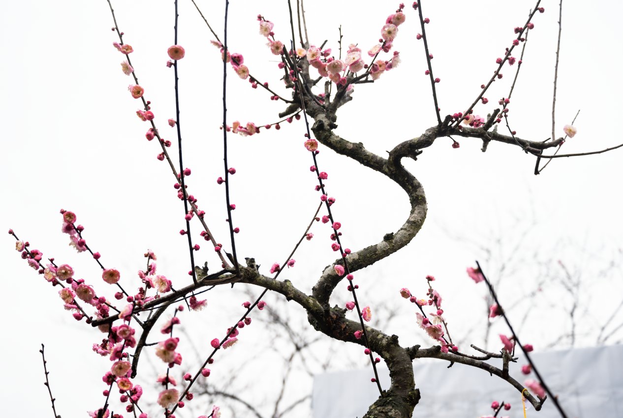 梅花|瞧！梅花傲雪次第开放