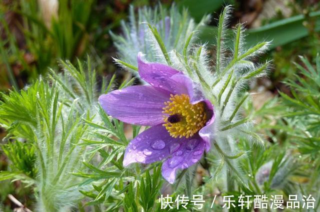 观音|天降大喜，8月下旬，观音登门送贵子，财神上门送财富，喜事成双