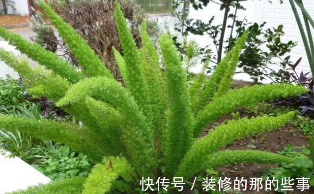 天门|养一株网红草狐尾天门冬，让阳台和庭院变得有趣起来