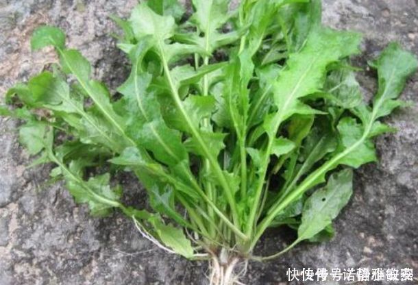 埋沒在農村4種抗癌野菜,很多人嫌臟不愿吃,卻比蒲公英好100倍