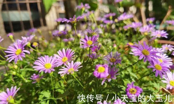 记录一下我养过的花,1000多盆都有啥