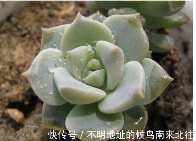 60种多肉图鉴及养护要点，1分钟学会，超全超实用！