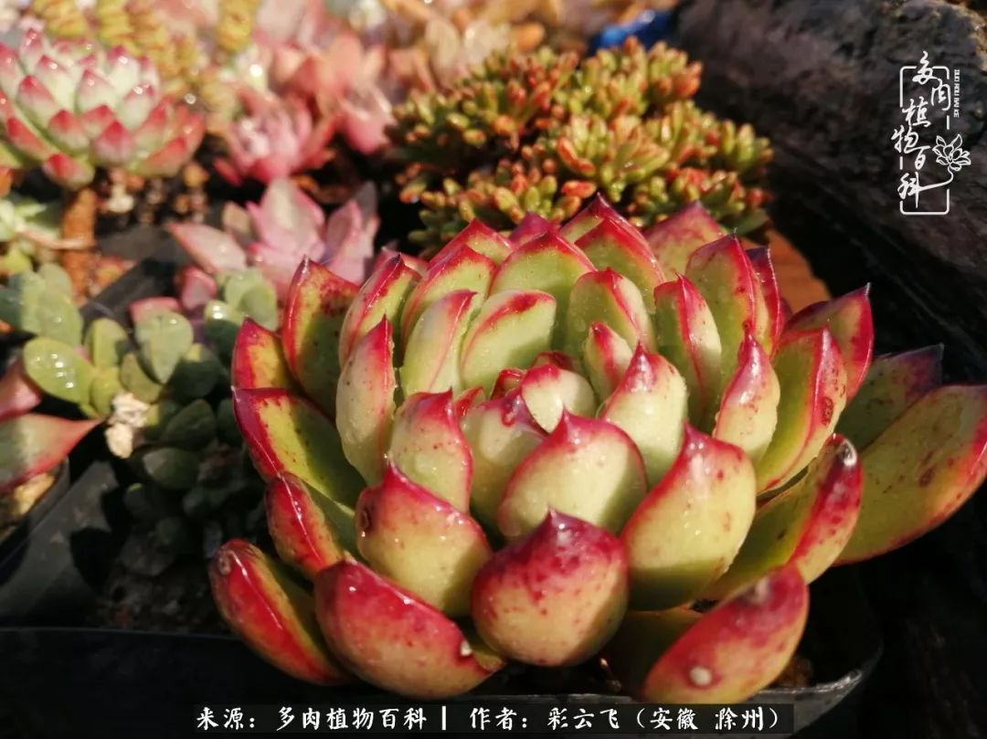 浇水后的多肉,照片秒变“照骗”!却被“骗”得很开心!