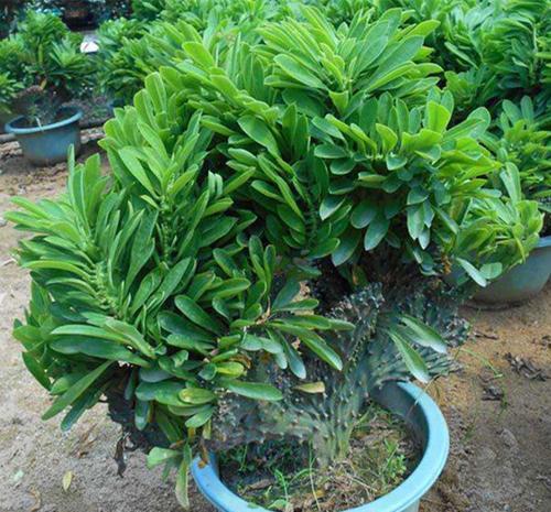 3种懒人花,虽其貌不扬,但养起来真省心,少浇水挤一挤长得旺!