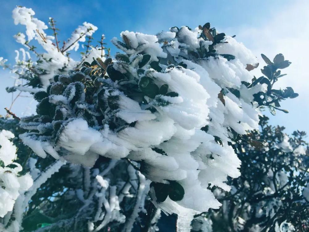 情结|云海与雪景、雾凇齐聚,惊艳了鸡足山的冬天!