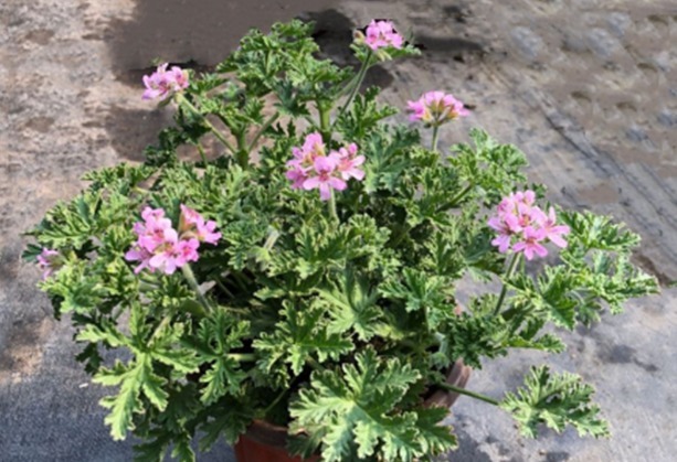 养花还是养点有用的吧，五种花能杀菌又能吸灰尘，净化又美观