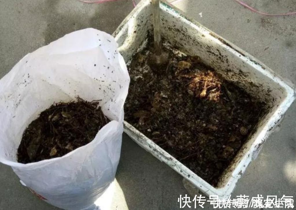 采集|干松针采集后,怎样处理才能用来养花?教你松针土制作方法