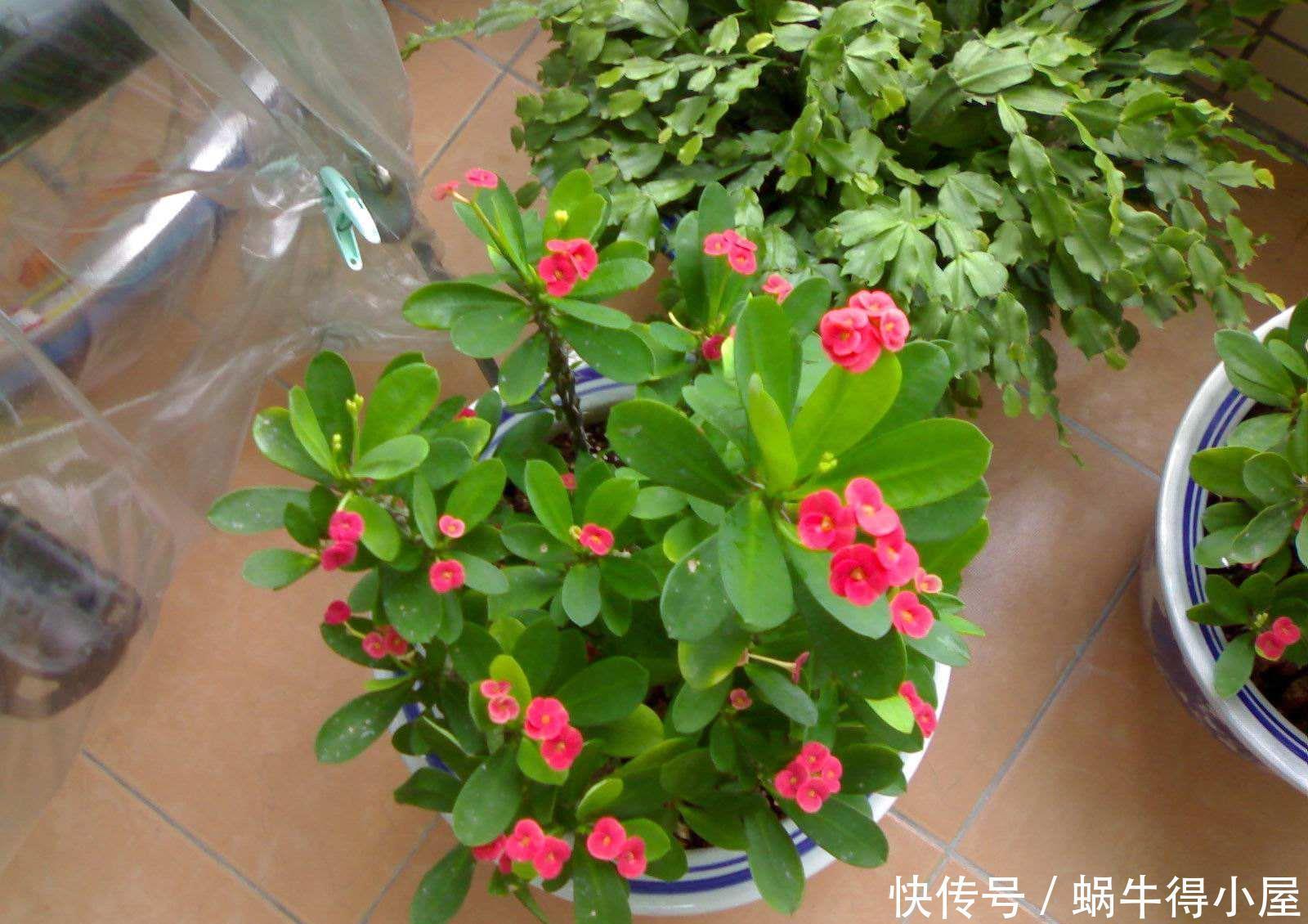 家家都养绿萝,有人却说“有毒”,别不信