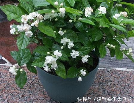 芳香|养茉莉花,盆里放几粒“小东西”,花儿怒放、芳香,一年开花不断